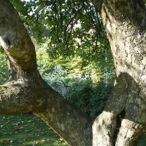 Close up image of a bent tree