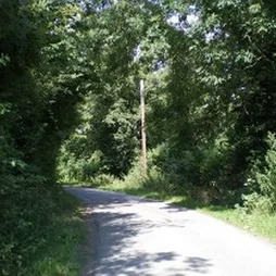 Single road with trees on both sides